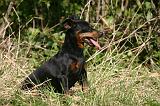 PINSCHER NAIN 093